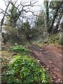 Track leading off Shepherds Lane in TQ14 9UQ