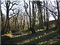 Woodland near Bradaford in EX21 5DX