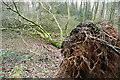 Tree in Sunter's Wood in HP12 4NG