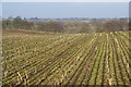 A field of stubble in ST17 0SP