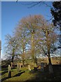 Trees in the churchyard, Virginstow in EX21 5DZ