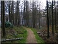 Woodland walk above Loch Lomond in G83 7DG