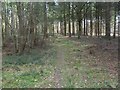 Ferndown Forest, footpath in BH21 7DS