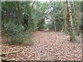Holt Forest, footpath in BH21 7DU