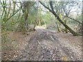Holt Forest, bridleway in BH21 7DU