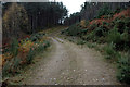 Forestry Track north of Strathpeffer in IV14 9AA