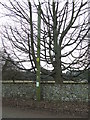 Telegraph Pole And Tree in Herringswell