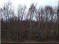 Woodland beside railway in S74 0AL