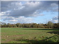 Farmland on Upwood Farm, looking towards Garston Woods in SP5 5PG