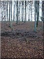 Beech trees in Stonedown Wood in SP5 5LR
