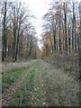 Track through Stonedown Wood in SP5 5LR