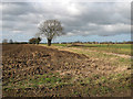 Cultivated fields beside Market Road, Ludham in NR29 5LZ