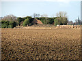 Ivy-clad gun target wall on the edge of Ludham airfield in NR29 5LZ