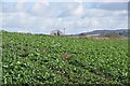 Mid Devon : Crop Field & Scenery in EX16 7ES