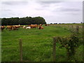 Cattle on Harpington Hill farm in TS21 2HA