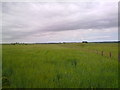 Fieldscape West of the A1M in TS21 2ET