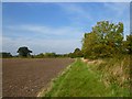 Farmland, Wheatfield in Adwell