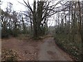 Road and track in the woods of Haydon Common in EX6 8EU