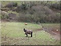 Horses in the valley of Heal-Eye Stream in EX5 4JP