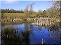 Herd's House Pond, Blaydon Burn Nature Reserve in NE21 4TA