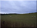 Sheep in pasture fields near Fulford in Fulford