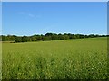 Farmland, Bucklebury in RG7 6TA