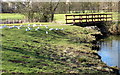 Footbridge in the linear park with seagulls in MK4 3AJ