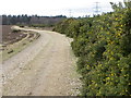Gorse near Millersford Plantation in SP6 2NT