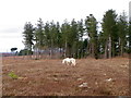 New Forest pony near Millersford Plantation in SP6 2NT