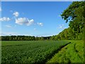 Farmland, Silchester in RG7 2LT