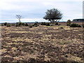 Heathland, Turf Hill in SP6 2NT