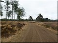 Lower Hyde Heath, forestry road in BH20 7BZ
