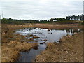 Bloxworth Heath, pond in BH20 7NX
