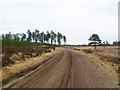 Bloxworth Heath, forestry road in BH20 7NX