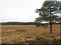 Bloxworth Heath, wet heathland in BH20 7NX