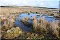 Boggy ground on Casehill Downs in St. Breward