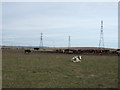 Grazing land, Saltholme Clayfield in TS23 4EX