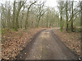 Test Way - Pachington Copse in SP11 7AN