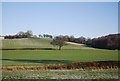 Single tree in a farming landscape in Madeley Park