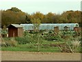 Allotments along Pound Lane in IP9 2JZ