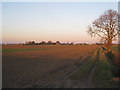 Farm track and view towards St. Gilbert's church, Brothertoft in PE20 3SJ