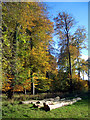 Logs and Beech Trees in SN8 2HA