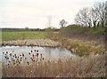Pond near Cartgate Picnic Area in TA12 6PQ
