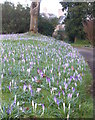 Crocuses at Cricket St Thomas in TA20 4BX