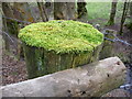 Fencepost topped with moss in Newcastle on Clun