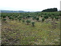 Young plantation north of Newcastle, Shropshire in Newcastle on Clun