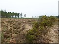 Bloxworth Heath, heathland in BH20 7EJ