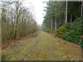Hethfelton, forestry road in BH20 6HJ