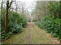 Hethfelton, forestry track in BH20 6HS
