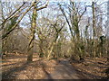 Wood Lane in Darenth Wood in DA2 8AH